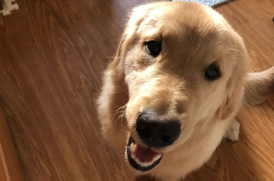 金毛犬性格怎么样，关于金毛的脾气特点介绍