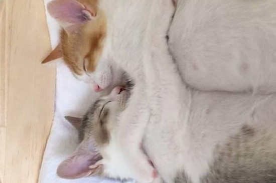 猫是怎样交匹配的