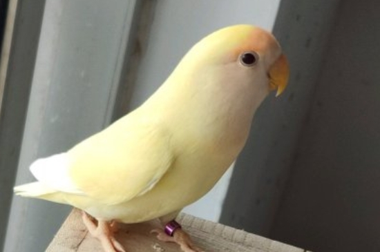 鹦鹉能活多久