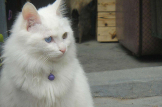 十大适合家养的猫，最适合家养的猫排名