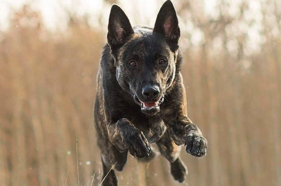 荷兰牧羊犬的缺点