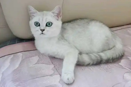 猫咪咬疼主人自己知道吗