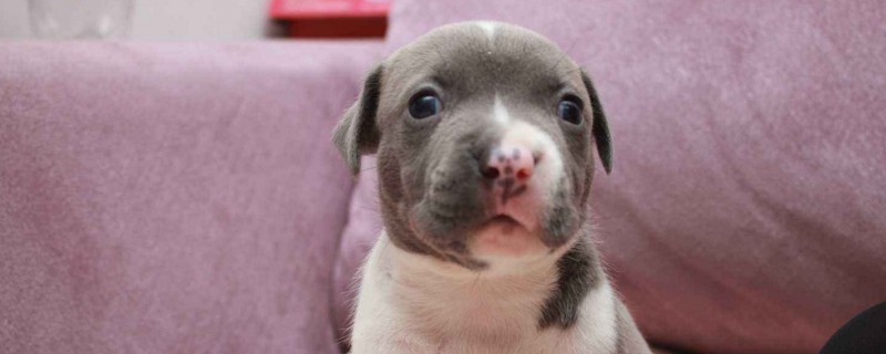 如何挑选恶霸犬幼犬