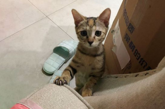 猫粮多久换一次