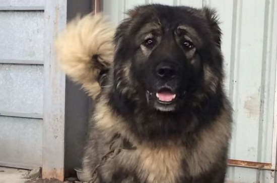 详细的高加索犬介绍，性格身高体重智力全面讲解