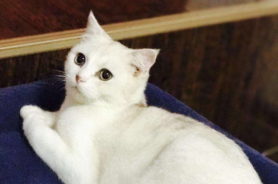 小猫拉稀怎么办，小猫快速止泻的方法