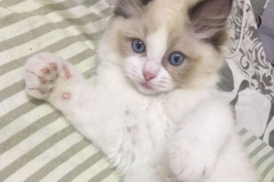 适合家养不掉毛的猫