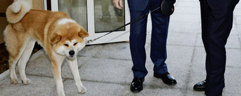 秋田犬认主人的特征