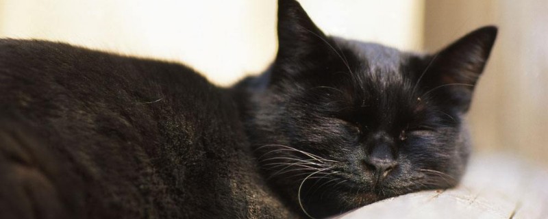 猫看见鬼有几种表现，鬼为什么怕猫