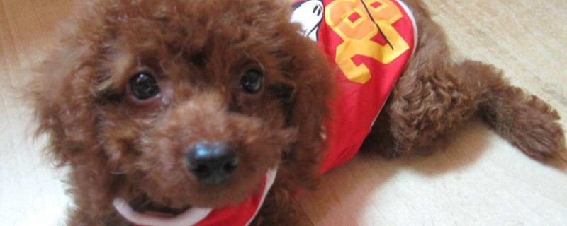 犬瘟能治好吗