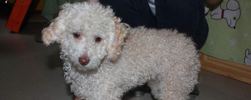 贵宾犬毛不卷怎么办