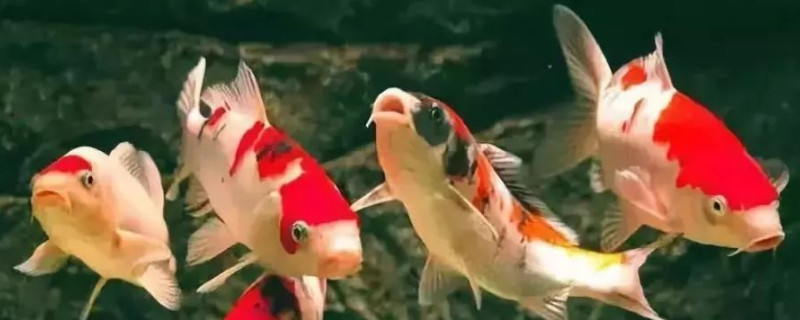 锦鲤能吃米饭粒吗