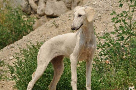 最漂亮的中华田园犬，中国细犬高贵优雅且速度堪比猎豹