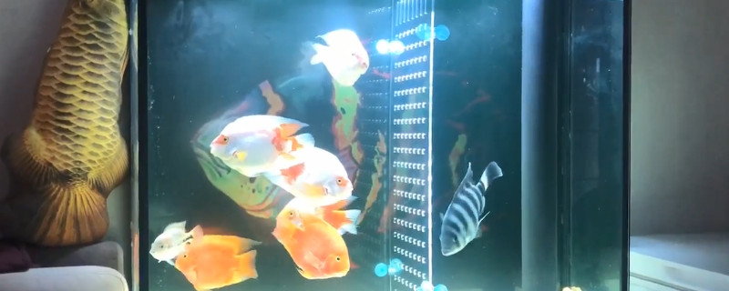 鹦鹉鱼不吃上浮饲料怎么办，怎样培养鹦鹉鱼吃上浮食