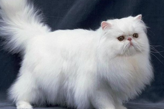 猫智商相当于人的几岁
