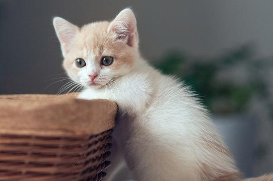 猫能吃肉松吗