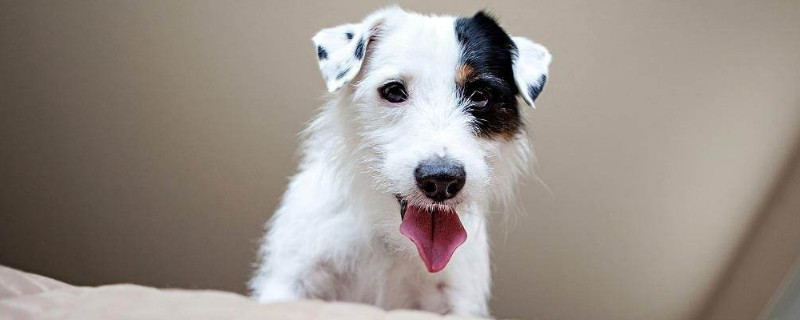 杰克罗素梗犬优缺点