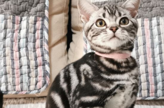 猫吃巧克力会怎么样