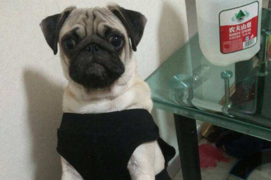 巴哥犬掉毛严重怎么办，怎么让巴哥犬不掉毛