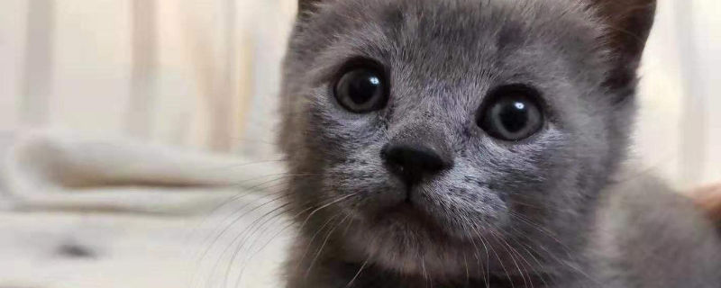 蓝猫毛局部发黄
