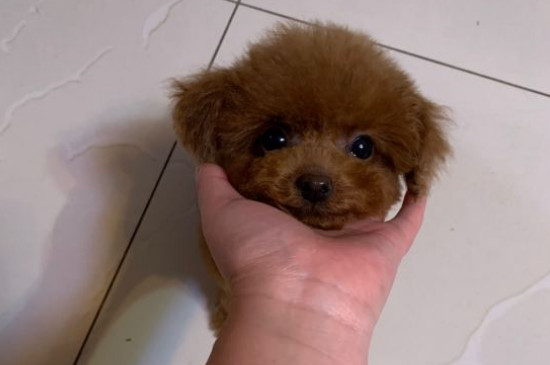 微小茶杯贵宾犬要多少钱，价格一般在6000元以上