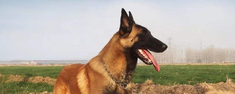 小马犬认你做主人的表现