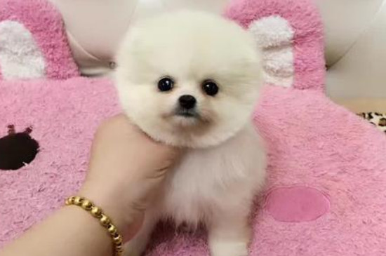 俊介狗狗多少钱一只，价格大概在1000-8000元之间