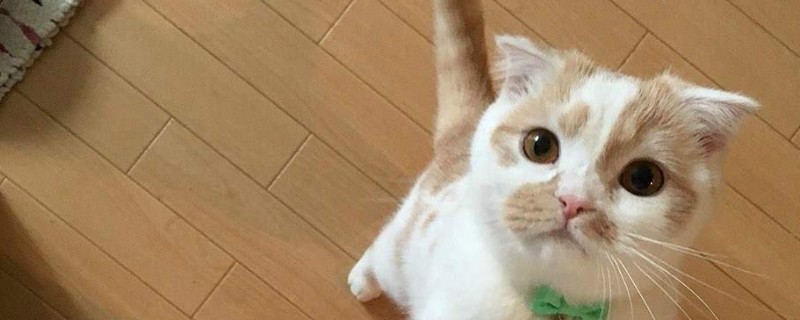 猫咪需要刷牙吗