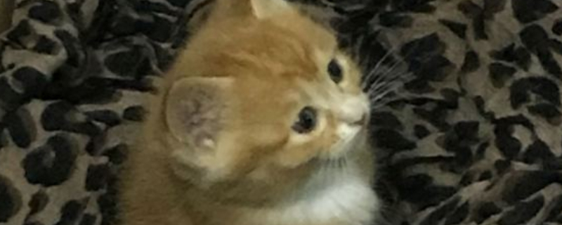 猫吃生肉怎么处理