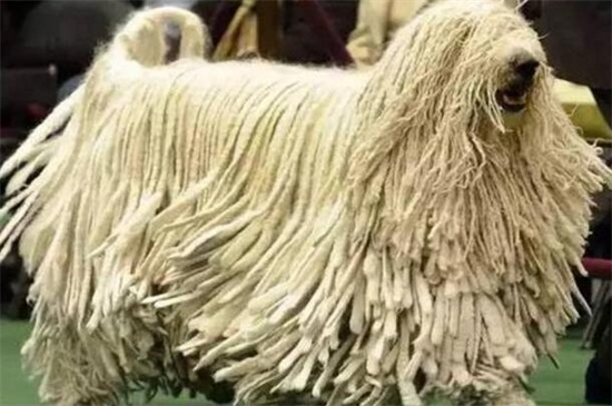 拖把犬多少钱一只，价格在1000～12000元左右