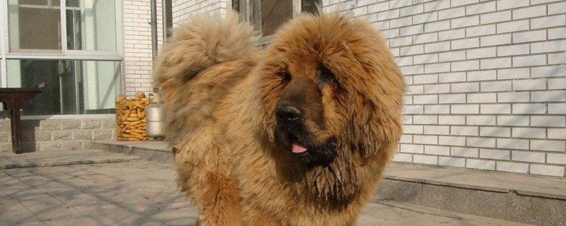 世界上十大禁犬