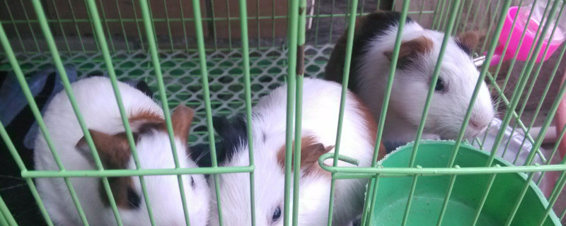 荷兰猪吃什么蔬菜