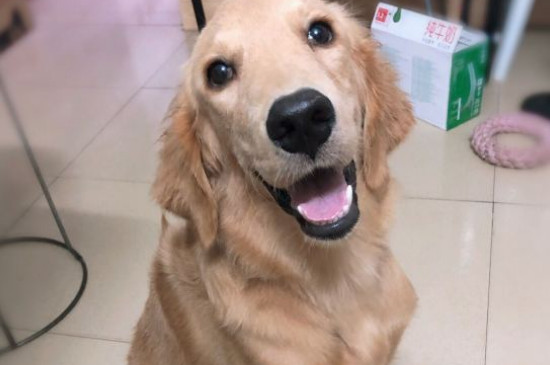 金毛腿突然瘸了怎么治疗