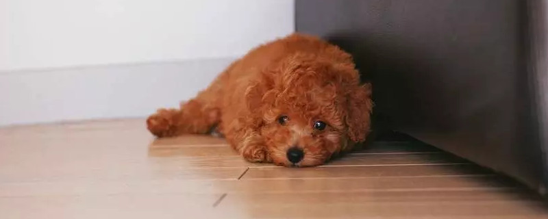 小狗能吃猕猴桃吗