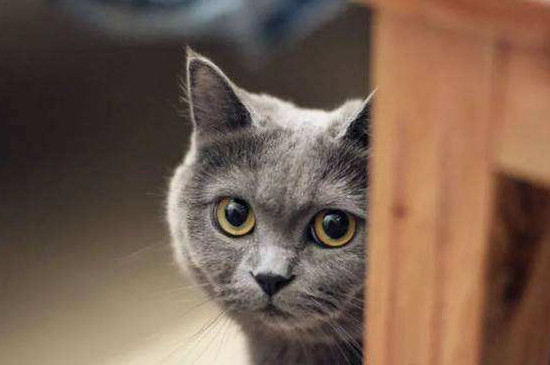 猫咪不能吃什么