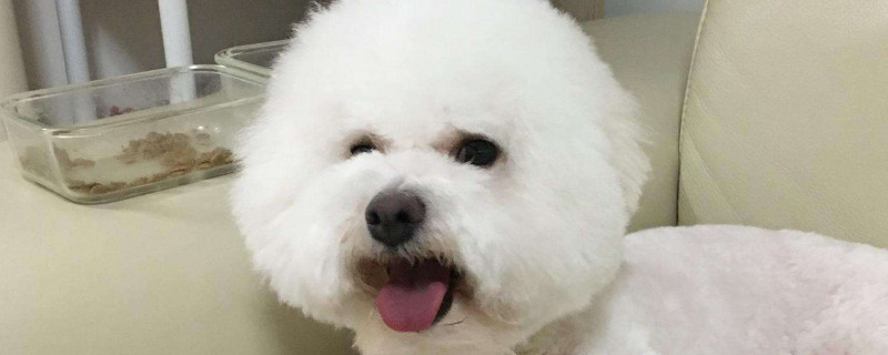 比熊生气怎么哄