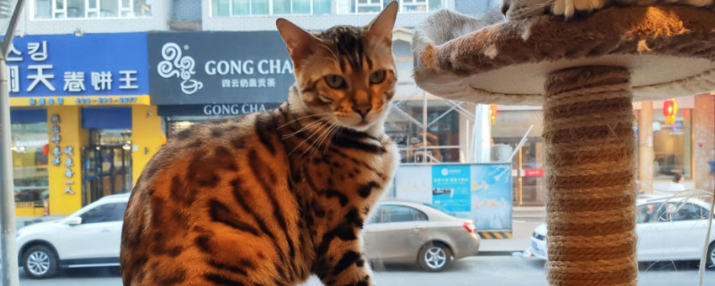 豹猫好养吗