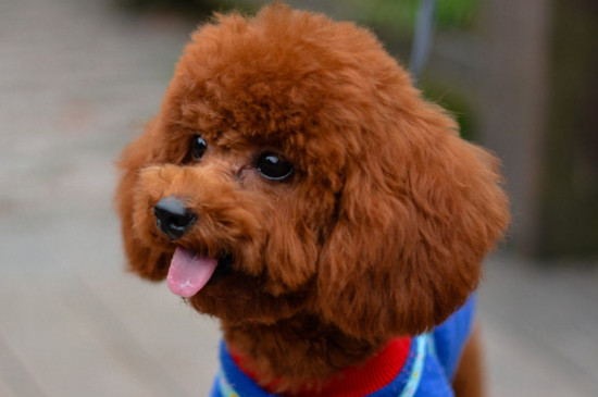 贵宾犬怎么养