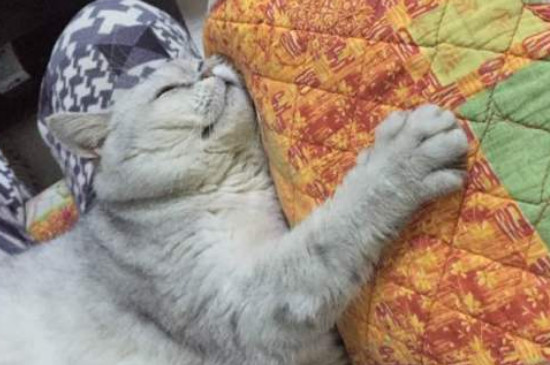 猫会不会游泳