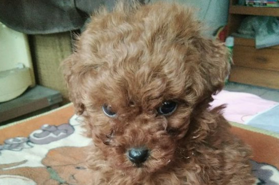 泰迪聪明到什么程度