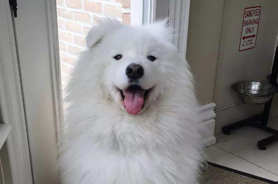 折耳狗是什么品种