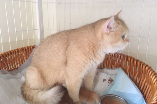 猫瘟怎么治疗
