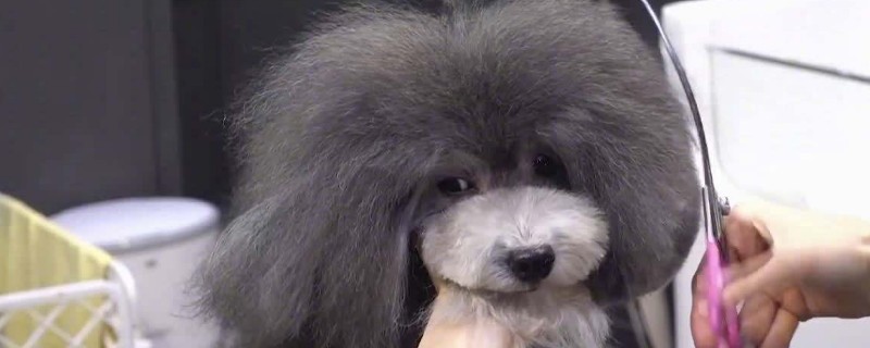 贵宾犬吃什么