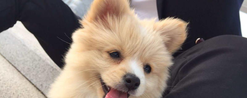 俊介是什么品种的狗