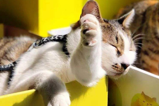 猫薄荷是什么东西