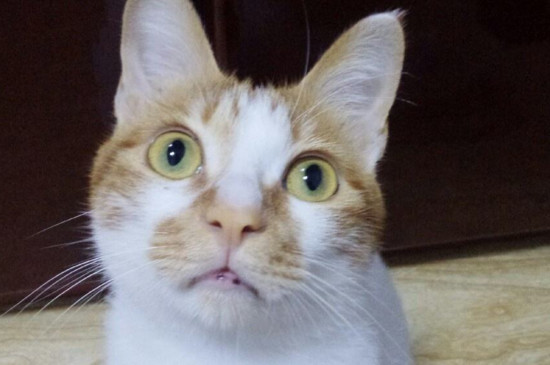 猫会知道自己被阉了吗