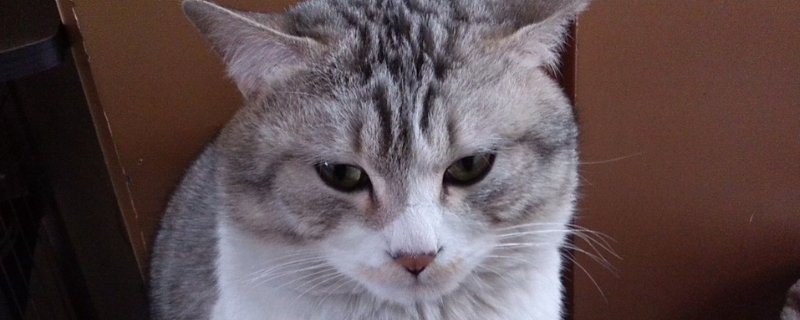 猫可以吃瓜子仁吗
