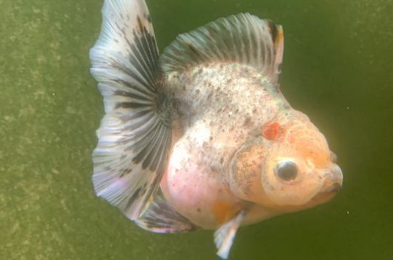 金鱼怎么喂食才合理