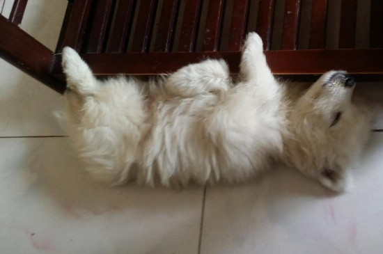 狗翻肠吃蛋清可以治疗