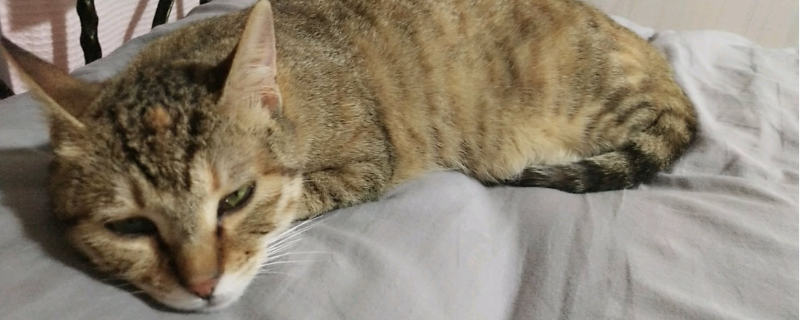 猫咪的寿命是多少年